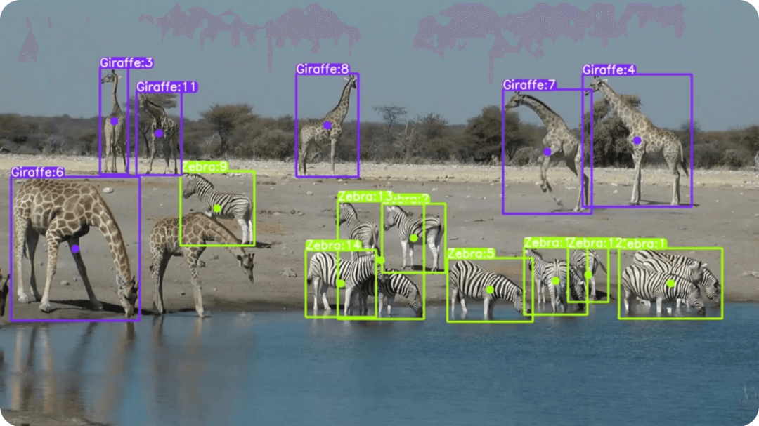 AI for Wild Life, Where wild things roam: Identifying wildlife with SpeciesNet by Google research