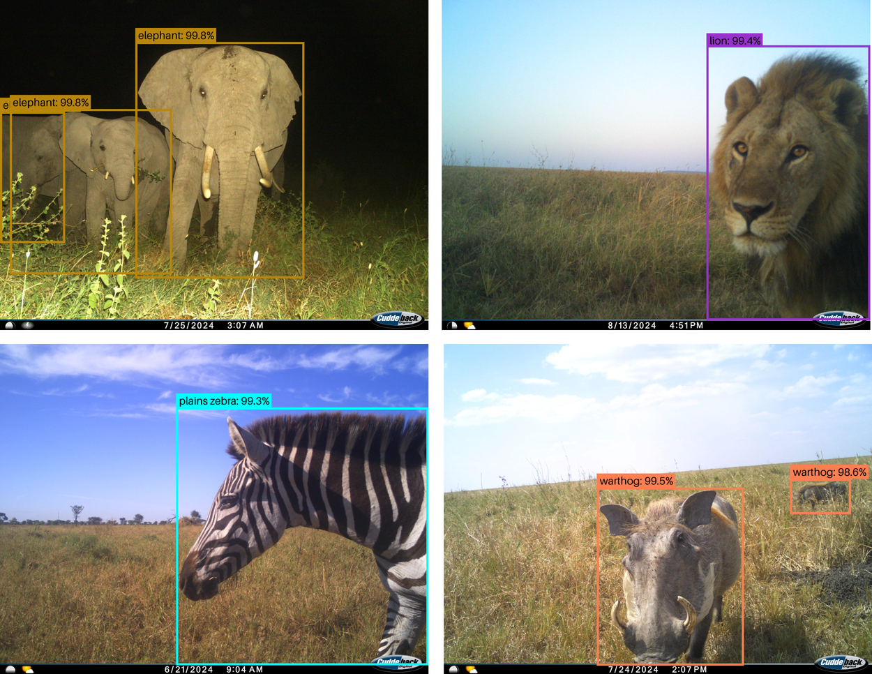 SpeciesNet-1-SnapshotSerengeti.width-1250.png